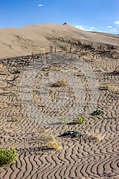 Plants in sand at Bruneau Dunes.