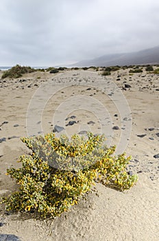 Plantas a arena sobre el Playa, canario islas 