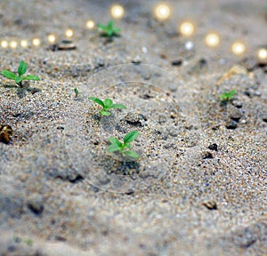 plants on the sandy beach minature green plants photo