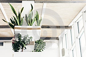 Plants Sansevieria trifasciata Prain in flower pots on the white wall in cafe photo