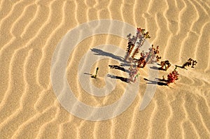 Plants on the sea of desert sands