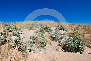 Plants sea holly and beachgrass in sand dune