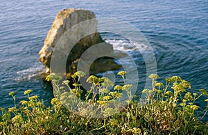 Plants on seacoast against the backdrop of cliffs