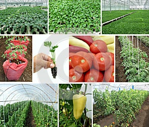 Plants and seedlings in a greenhouse