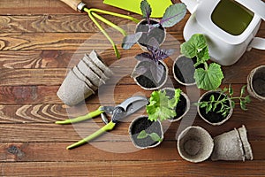 Plants seedlings in peat pots and gardening tools on wooden background