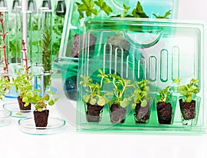 Plants, seedlings for transportation in plastic box