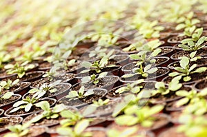 Plants seedlings under the sunlight