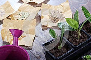 Plants, seeds and watering can close up