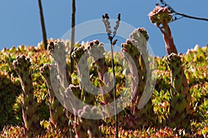 Plants Sempervivum tectorum