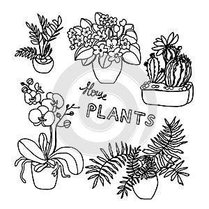 Plants set, vector illustration flowers in pots drawn black line on a white background, hand-drawn design elements.