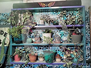 Plants on a shelf preferring warmth