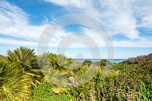 Plants by the shore in Fiume Santo