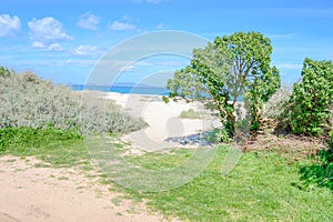 Plants by the shore in Fiume Santo