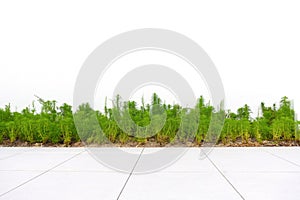 Plants, shrubs, or small trees in garden park isolated on white background