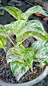 Plants sirih Gading