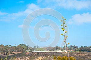 Plants on the sky of Long Beach, California. California is known with a good wether located in United States.  In summer time, int