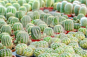 The Plants of small cactus in floristeria, nature and decoration photo