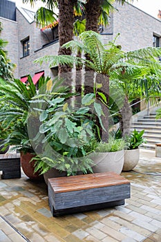 Plants and small palm trees with gray building as background
