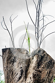 Plants sprouting stumps