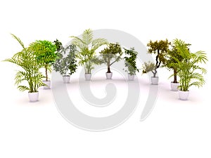 Plants standing semicircle photo
