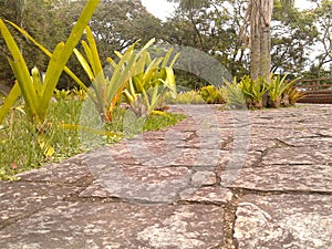 Plants and stones floor in Penhasco Dois Irmaos Park Rio de Janeiro Brazil. photo