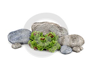 Plants and stones for garden decoration