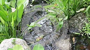 Plants and stream in landscaped oriental garden