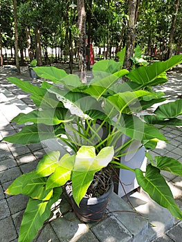 Plants sunligh on the black vas photo