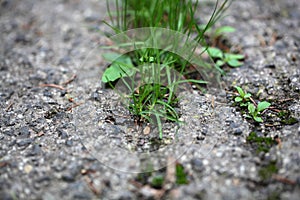 Plants on a tarred road.