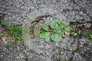 Plants on a tarred road.