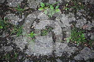 Plants on a tarred road.