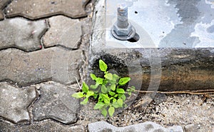 Plants that thrive even in the cracks