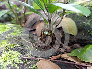Plants that thrive in rock cracks.