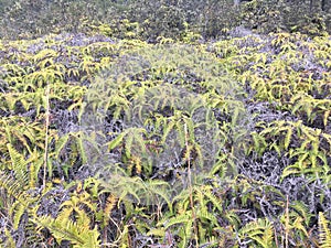 Plants thriving near volcano at Volcanoes National Park on the Big Island