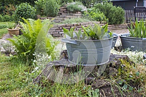 Plants in tin tubs, fern and herb spiral