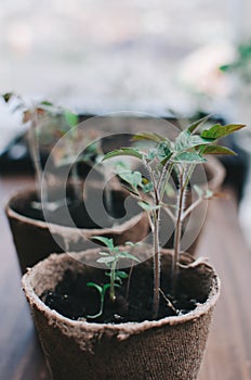 Plants Of The Tomato