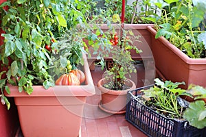 plants of tomatoes and zucchini in the pots of an urban garden i