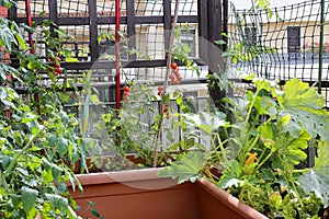 plants of tomatoes and zucchini in the pots of an urban garden i