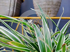 The plants and trees around are increasingly refreshing.