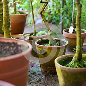 Small trees growing in old terracotta ceramic flowerpots covered with green moss. Home gardening