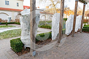 Plants and trees in a park or garden covered with blanket, swath of burlap, frost protection bags or roll of fabric