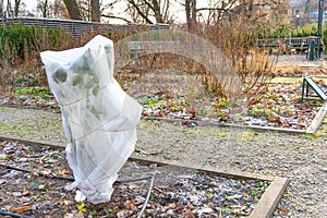Plants and trees in a park or garden covered with blanket, swath of burlap, frost protection bags or roll of fabric