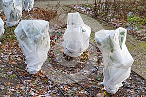 Plants and trees in a park or garden covered with blanket, swath of burlap, frost protection bags or roll of fabric photo