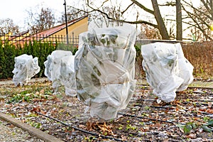 Plants and trees in a park or garden covered with blanket, swath of burlap, frost protection bags or roll of fabric photo