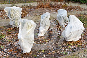 Plants and trees in a park or garden covered with blanket, swath of burlap, frost protection bags or roll of fabric photo