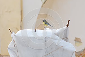 Plants and trees in a park or garden covered with blanket, swath of burlap and parus or titmouse bird photo