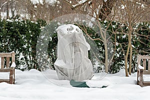 Plants and trees in a park or garden covered by the snow and blanket, swath of burlap