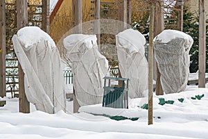 Plants and trees in a park or garden covered by the snow and blanket, swath of burlap photo