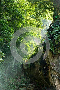 Plants and trees with sunbeams photo