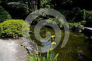 Plants and trees surrounding a pond in Seattle